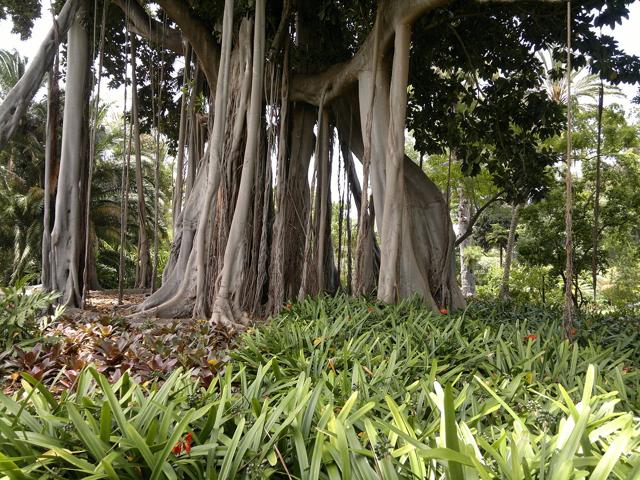 Jardín de Aclimatación de la Orotava